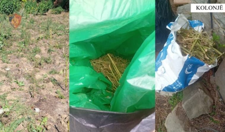 Ngritën plantacione hashashi në mes të pyllit, arrestohet çifti i bashkëshortëve në Kolonjë! Banesën e kishin kthyer në magazinë, 2 thasë…