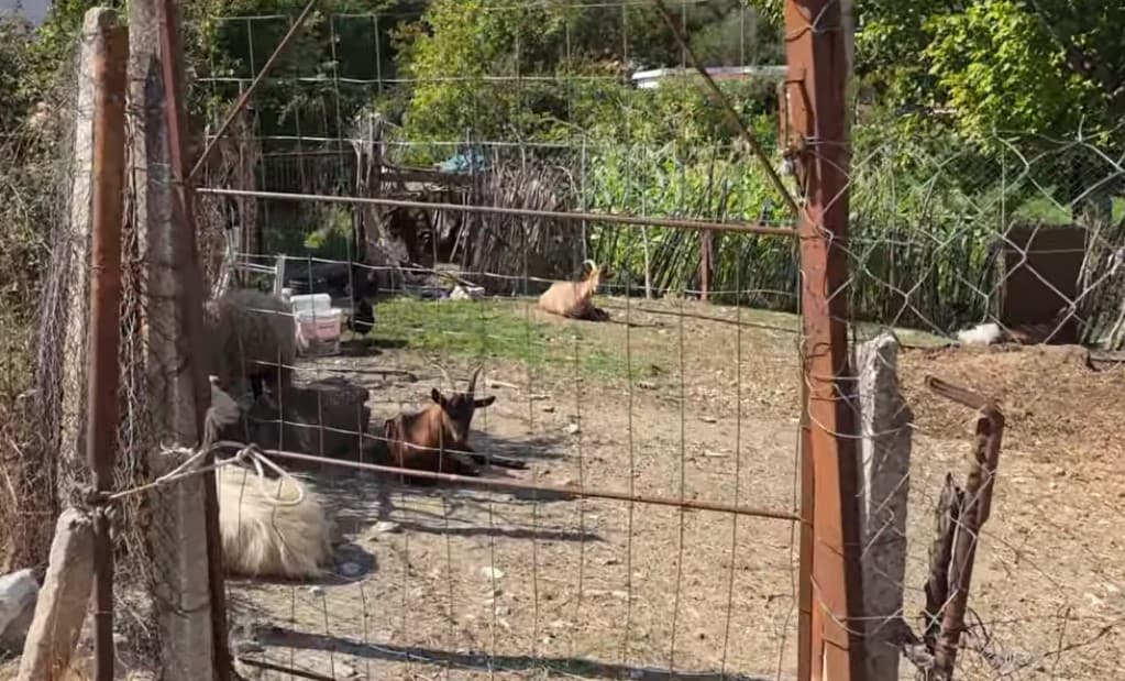Përhapet murtaja e bagëtive në Vlorë, sëmundja prek 4 ferma në Selenicë, asgjesohen 700 krerë!